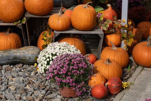 Beautiful autumn decoration with many orange ripe pumpkins and blooming chrysanthemums flowers outdoors. Seasonal thanksgiving harvest, rustic garden market and halloween design