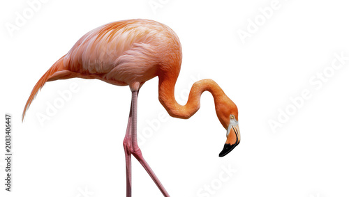 Tableau sur toile Orange flamingo bird with long legs bent neck