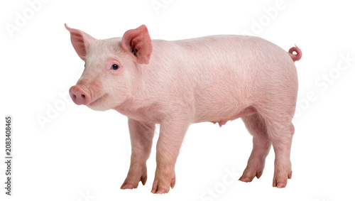 Foto Young pink piglet standing on white