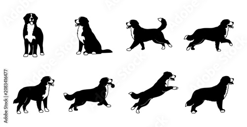 Photos Bernese Mountain Dog Poses Vector Set, Silhouette Animal Illustrations, Black an