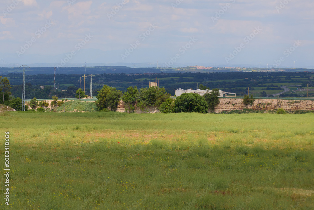 Fototapeta premium A wide horizontal landscape showing a lush green agricultural field under a clear summer sky with rolling countryside hills and distant trees on the horizon.