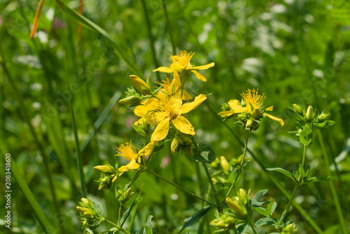 Hypericum perforatum (St. John's wort) in a meadow