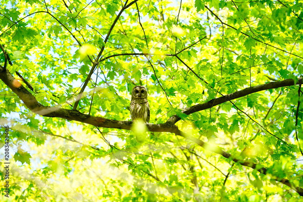 Fototapeta premium Barred Owl in Green Canopy