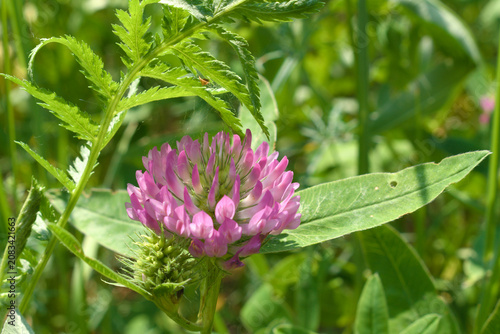 Red clover (trifolium pratense) blooming in a meadow