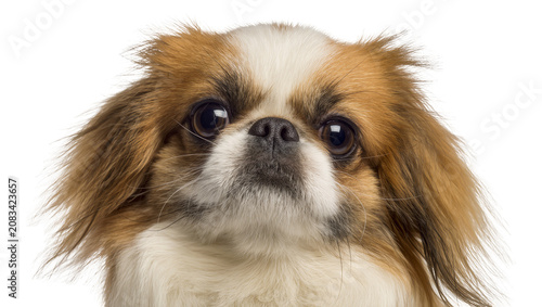 Φωτογραφία Japanese Chin dog face with brown and white fur