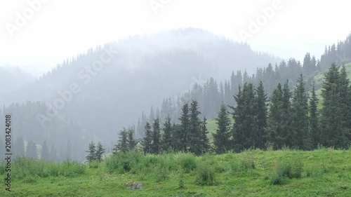 Foggy mountain landscape with pine forest under rain. Cinematic view of misty hills for travel, adventure, nature background, and copy space.