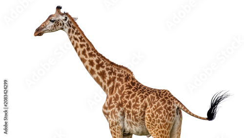 Photos Giraffe with distinctive patterned coat and long neck