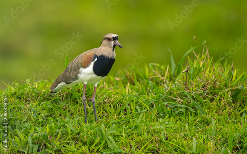 Bronzekiebitz (Vanellus chilensis)
