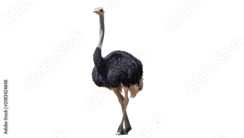 Photos Ostrich bird with long neck and dark feathers standing