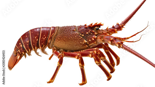 Φωτογραφία Red Spiny Lobster with Long Antennae and Claws