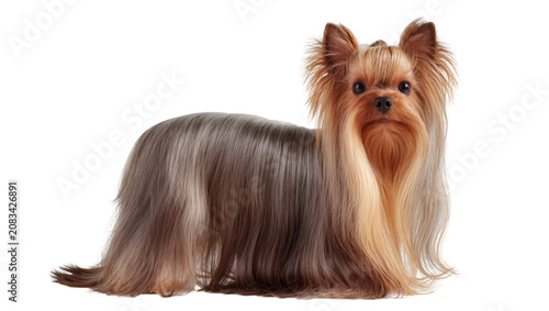 Konstfotografi Yorkshire Terrier dog with long silky hair