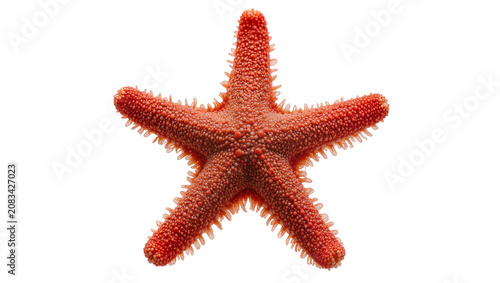 Bild auf Leinwand Red starfish with textured skin and spiky arms