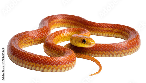 Foto Orange and yellow corn snake coiled on white