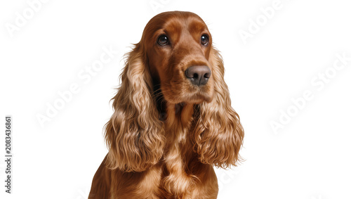 Cuadro en lienzo English Cocker Spaniel dog portrait with long wavy ears