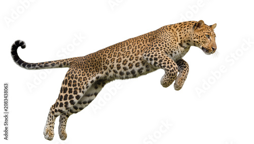 Fényképezés Leopard mid-air jump with spotted fur and long tail