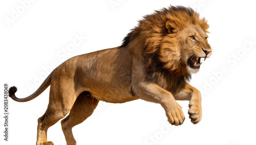 Photos Majestic male lion with full mane roaring and jumping