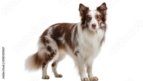 Принти на полотні Brown and white Border Collie dog standing