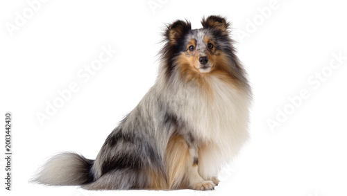 Fotografie Blue merle Shetland Sheepdog sitting attentively