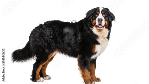 Tableau sur toile Bernese Mountain Dog standing tri-color coat, white chest and face markings