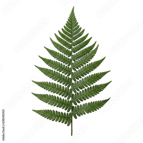 Long stem green fern leaf on black background.