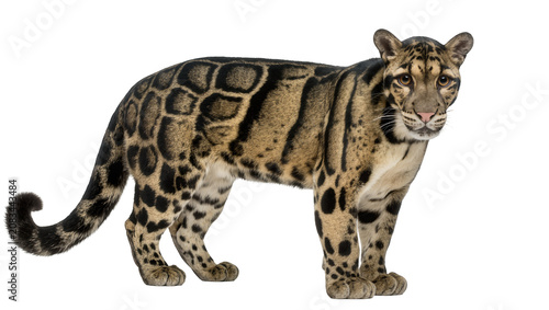 Tableau sur toile Clouded leopard with distinctive cloud-like markings standing