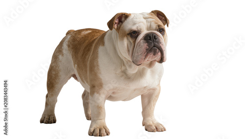 Obraz na płótnie English Bulldog standing white and tan coat, wrinkled face