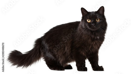 Fotografie Black cat with yellow eyes and fluffy fur