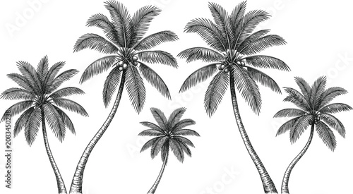 Vintage Coconut Palm Tree Collection Hand Drawn Tropical Botanical Engraving Illustration Set Isolated on White Background