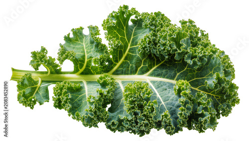 Photos Curly green kale leaf with thick stem and prominent veins