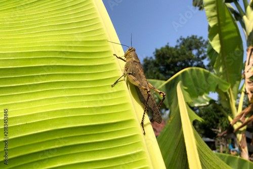 A large grasshopper on a banana leaf.