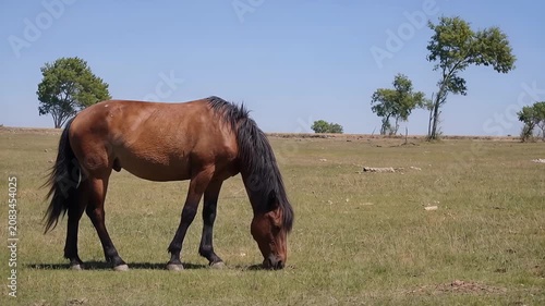 Majestic horse grazing in the open field