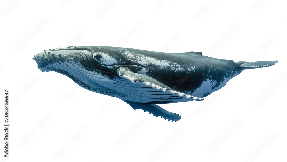 Fototapeta premium Humpback whale swimming underwater with white patches on dark skin