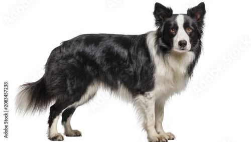 Obraz na plátně Black and white Border Collie dog standing, alert expression
