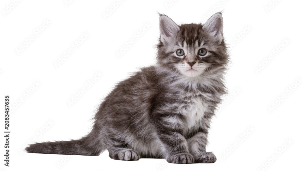 Fototapeta premium Fluffy Maine Coon kitten with grey tabby markings sitting