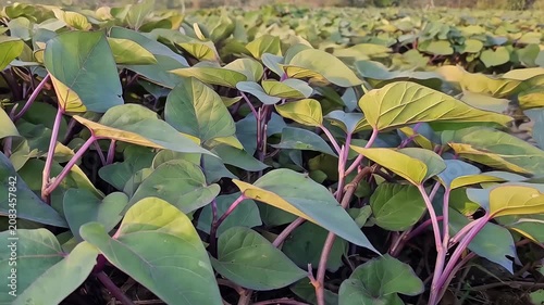 Vibrant shoot growth in a lush green garden