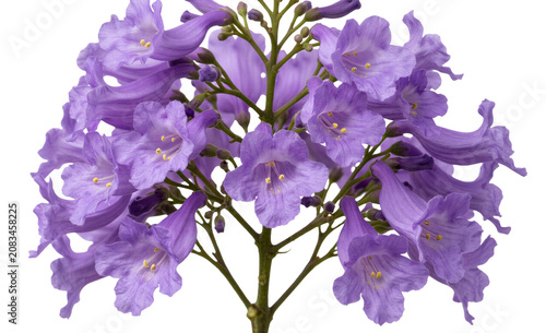 A beautiful bouquet of purple flowers on a white background for decoration isolated on a transparent background