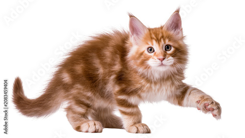 Εκτύπωση καμβά Orange tabby Maine Coon kitten with fluffy fur