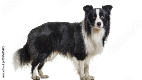 Valokuva Black and white Border Collie dog standing