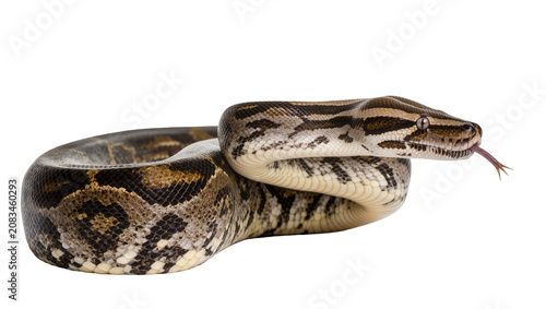 Cuadro en lienzo Boa constrictor snake coiled with tongue flicking