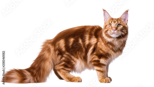 Fotografie Orange tabby Maine Coon cat standing profile view