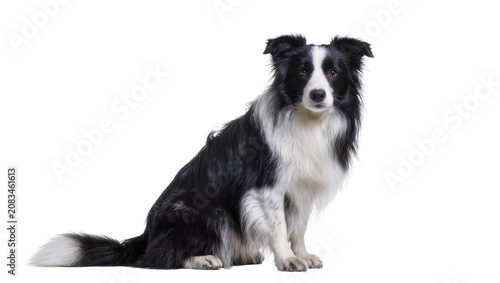 Fotografie Black and white Border Collie dog sitting attentively