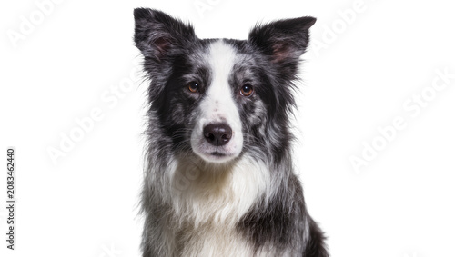 Fotografie Border Collie dog head portrait black and white fur, attentive eyes