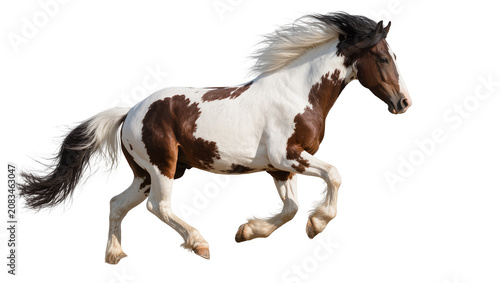 Tableau sur toile Brown and white pinto horse running with mane flowing