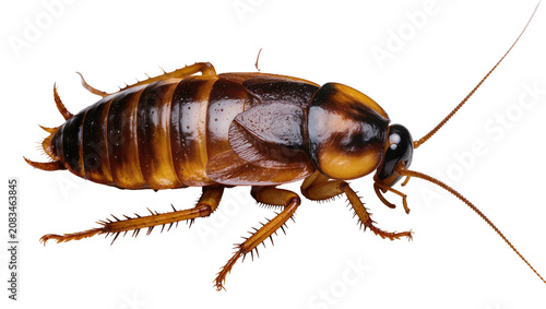 Canvas Print Brown cockroach insect with long antennae and spiky legs