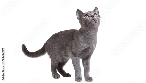 Fotografie Gray Burmese cat looking up with yellow eyes