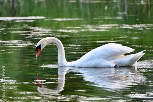 Swan