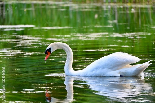 Swan