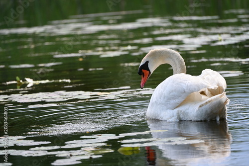Swan
