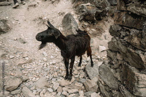 Konstfotografi China, Yunnan Province, Free-range Goats beside Tiger Leaping Gorge Hiking Trail