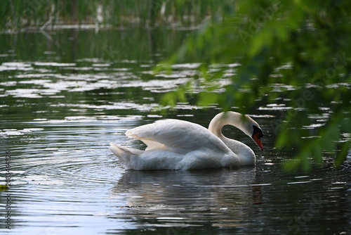Swan
